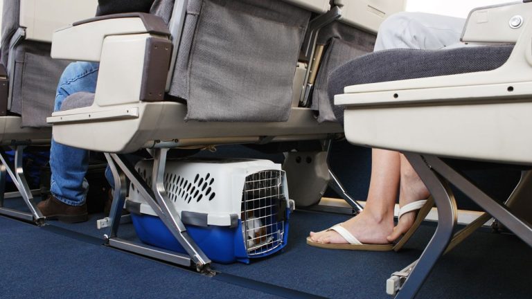requisitos para llevar un perro en avión latam